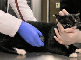 Una gato siendo examinado por veterinarios