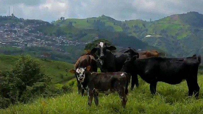 Proyecto-regalías-ganadería-U-Caldas-768x395