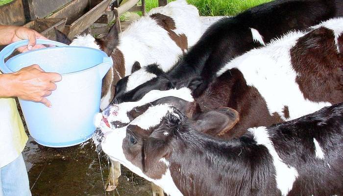 FOTOS-GRANJAS-U-DE-CALDAS-27-MARZO-2015-13