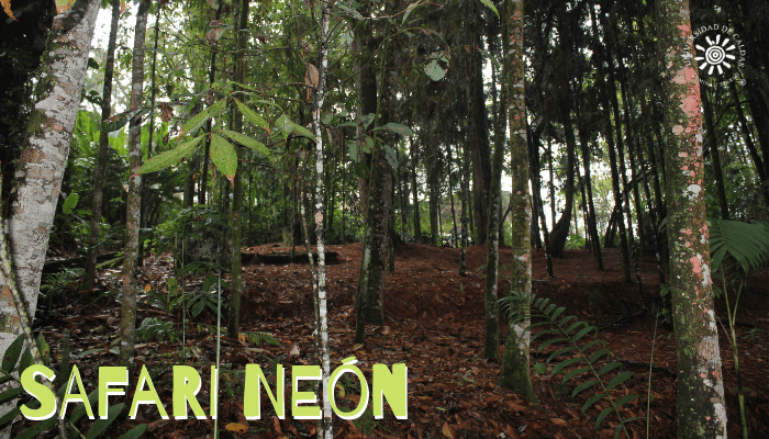SAFARI NEÓN