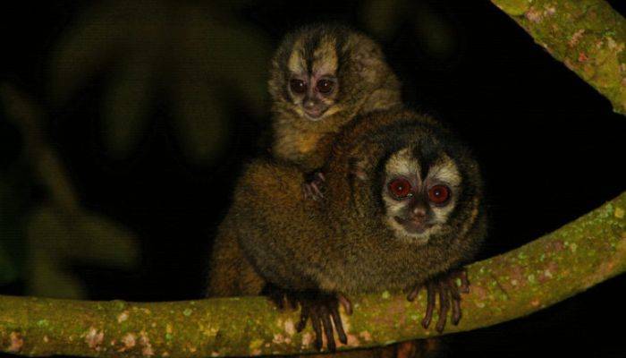 Monos en Manizales