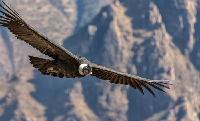 Imagen del Cóndor de los Andes, ave emblemática de nuestro país que se encuentra en peligro de extinción. Recientemente se hizo un conversatorio en la U. de Caldas para establecer acuerdos de cara a su preservación.