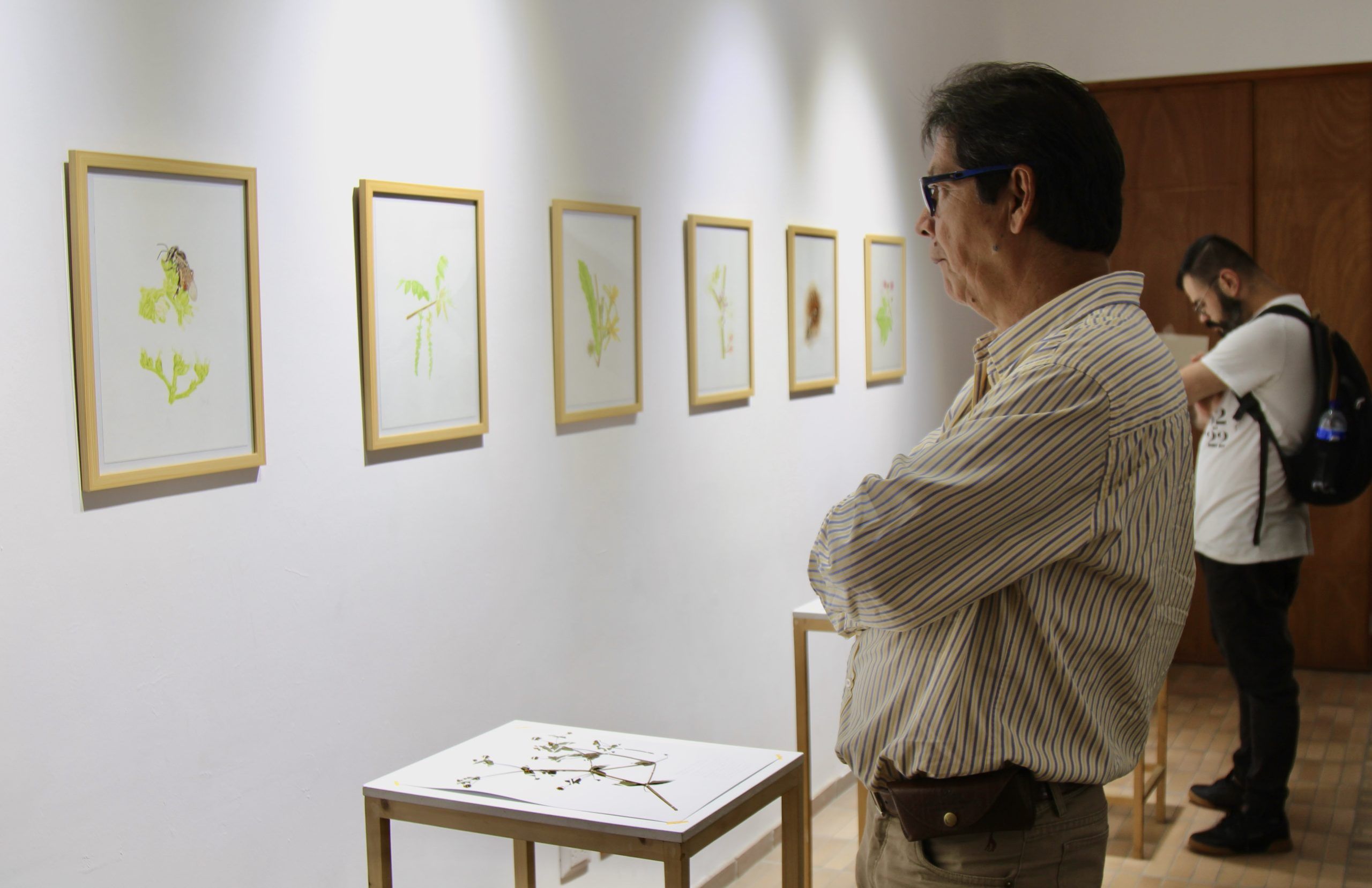 Las mensajeras de las flores, una exposición para conocer de abejas nativas y plantas de la región. En la imagen se aprecia a uno de los asistentes disfrutando de la exposición.