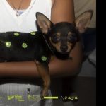 EL PEZ MUERE POR LA BOCA